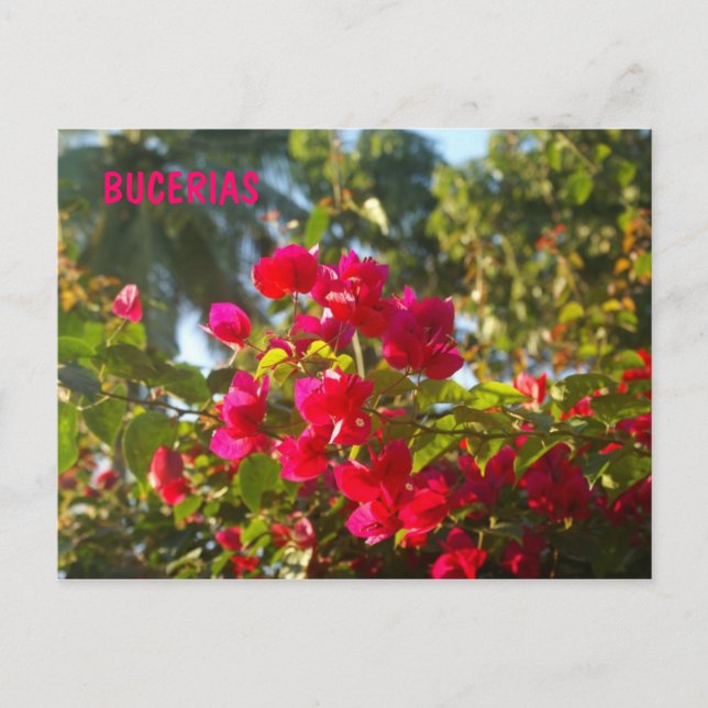 Carte Postale Bougainvilliers en Bucerias (Devant)