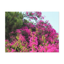 Bougainvilliers rose vif