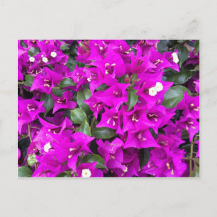 Carte Postale Bougainvilliers violets vifs