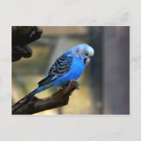 Bougie bleue