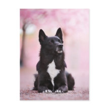Bouhund norvégien noir et fleurs de cerisiers