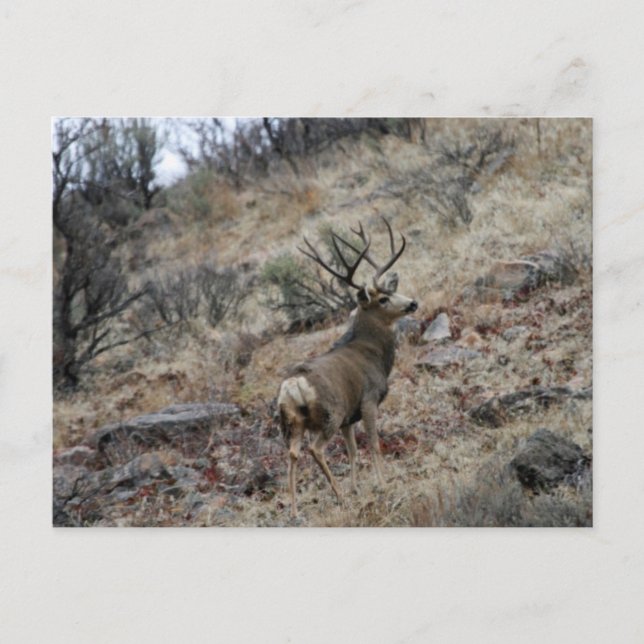 Carte Postale Boule de cerf-mule géant (Devant)