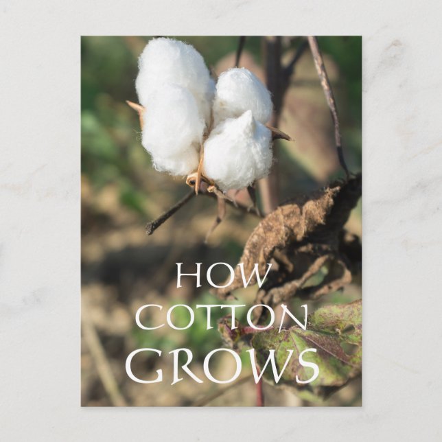 Carte Postale Boule de coton (Devant)