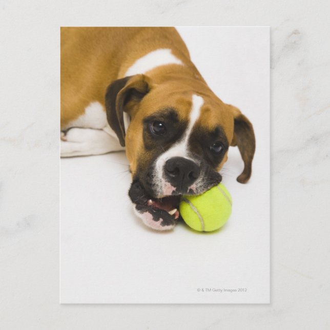 Carte Postale Boule de tennis de chien (Devant)