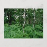 Bouleaux et fougères argentés, Sherwood Forest