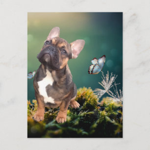 Carte postale Bouledogue français