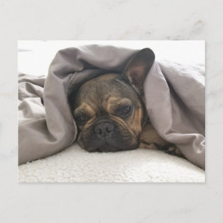 CARTE POSTALE BOULEDOGUE FRANÇAIS AU REPOS SE RELAXANT POSTCROSS