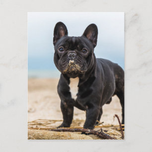 Carte Postale Bouledogue français jouant dans le sable
