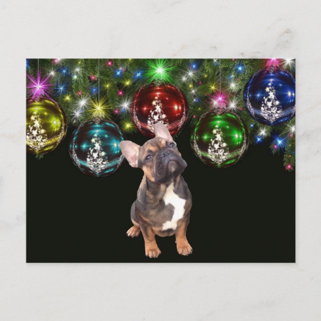 Carte Postale Bouledogues français Noël Bouledogue français (Devant)