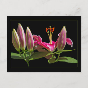 Carte Postale Boules et fleurs de Lily Stargazer