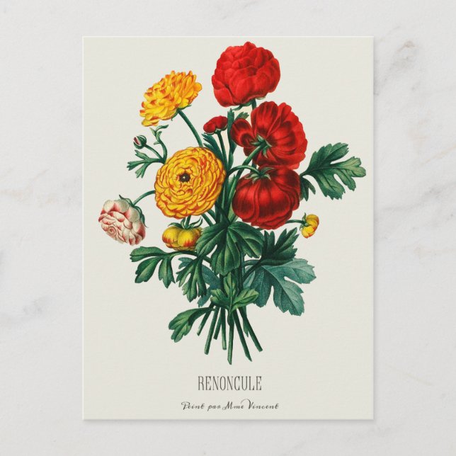 Carte Postale Bouquet antique, Fleurs Ranunculus rouges et jaune (Devant)