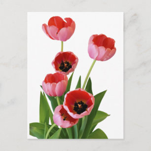 Carte Postale Bouquet de tulipe rose de printemps