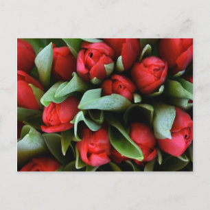 Carte Postale Bouquet des Tulipes rouges