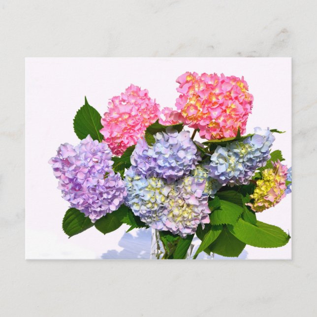 Carte Postale Bouquet Hydrangea (Devant)