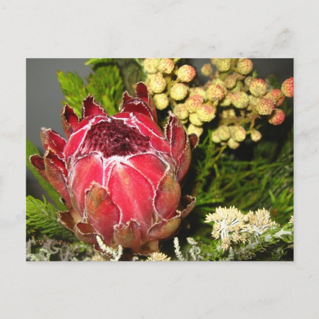 Carte Postale Bouquet Protea (Devant)