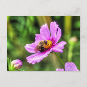Carte Postale Bourdon sur Cosmos Rose