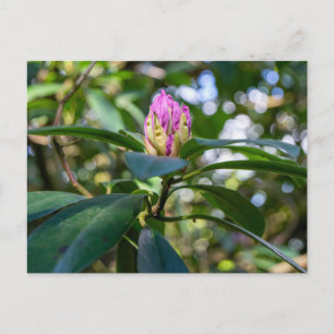 Carte Postale Bourgeon de Fleur de Rhododendron