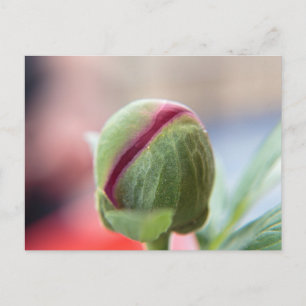 Carte Postale Bourgeon de Pivoine/Pfingstrosen