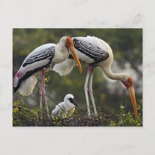 Carte Postale Boutiques peintes & jeune à nid, Keoladeo