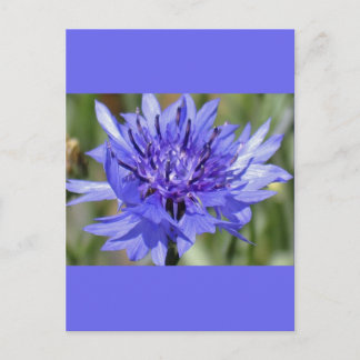 Carte Postale Bouton bleu Bachelor Flower
