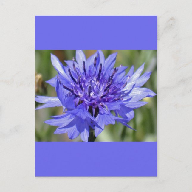 Carte Postale Bouton bleu Bachelor Flower (Devant)