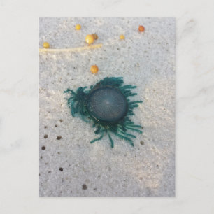 Carte Postale Bouton bleu méduse (porpita porpita).