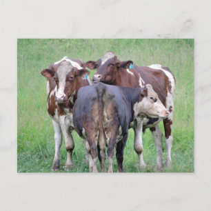 Carte postale Bouton Up Cow