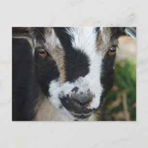 Carte Postale Boutons