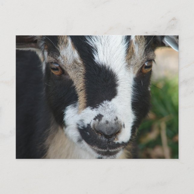 Carte Postale Boutons (Devant)