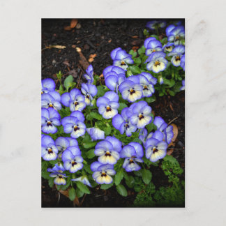 Carte Postale Boutons mignons