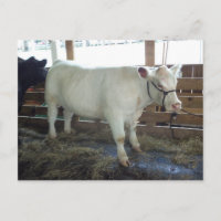 Bovine blanche