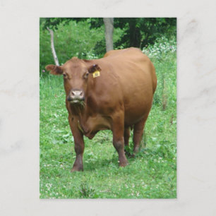 Carte Postale Bovine rouge
