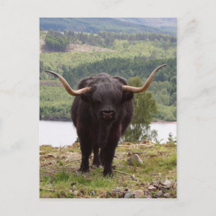 Carte Postale Bovins Highland noirs, Écosse