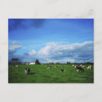 Bovins Holstein-Friesian près de Thurles, Co