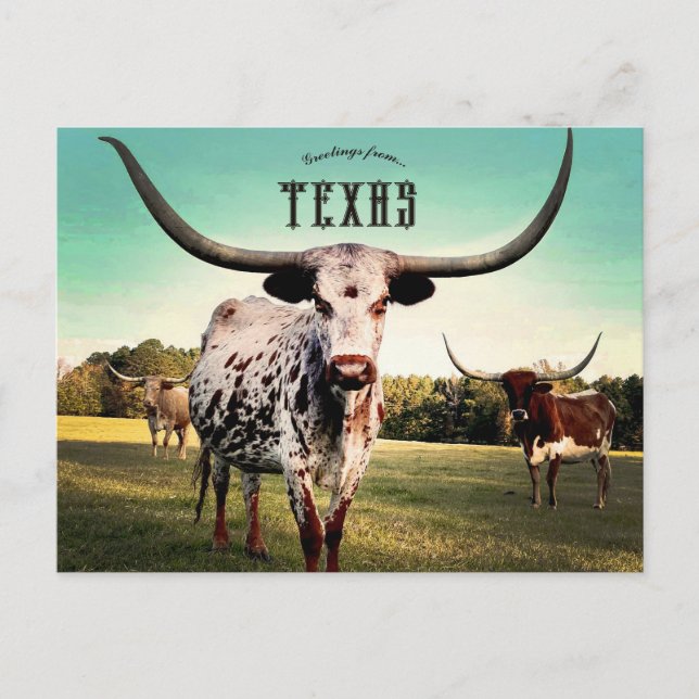Carte Postale Bovins Longhorn à Atlanta Texas (Devant)