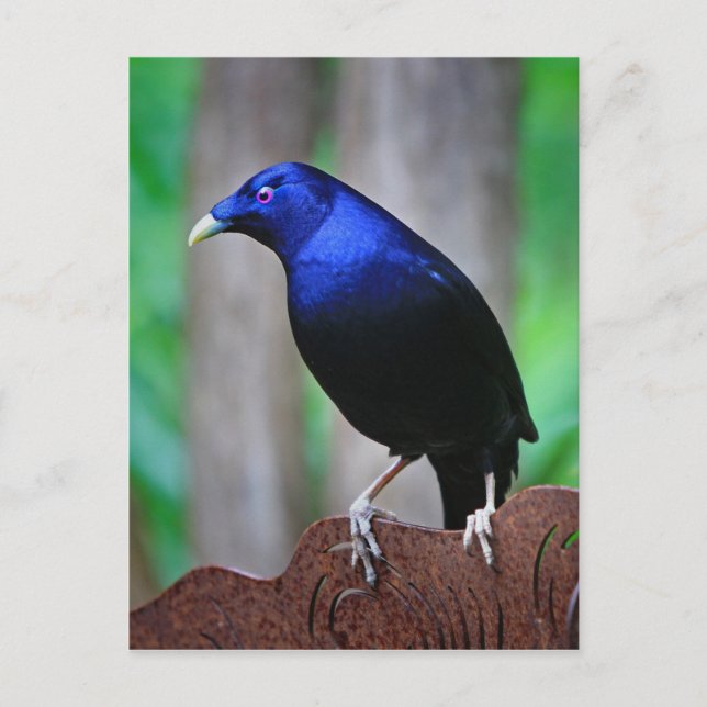 Carte Postale Bowerbird satin (Devant)