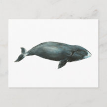 Bowhead Whale Watercolor illustration