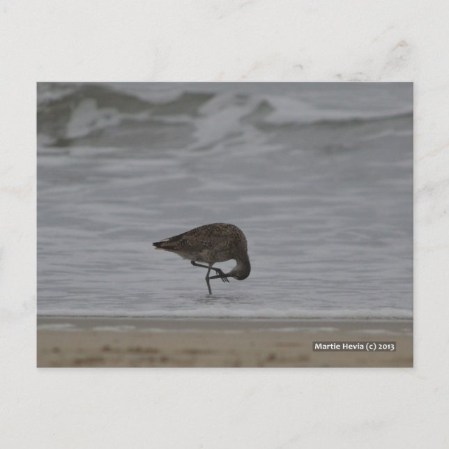 Carte Postale Bows Sandpiper (Devant)