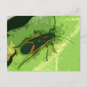 Carte Postale Boxelder Bug