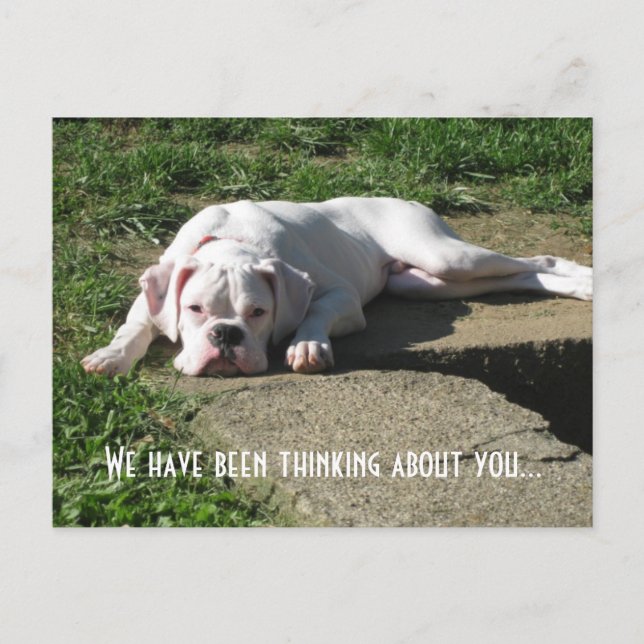 Carte postale Boxer (Devant)