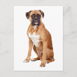 Carte postale Boxer Chien Chien Chien Vierge de vo