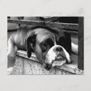 Carte Postale Boxer Chien sur Windowsill pc arc2