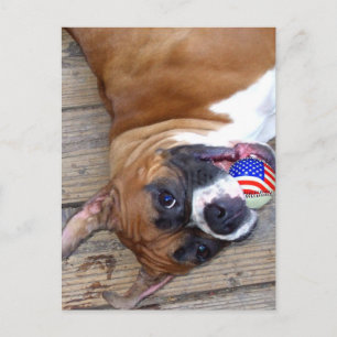 Carte postale Boxer Dog