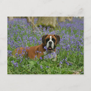 Carte Postale Boxer Laying in Bluebells