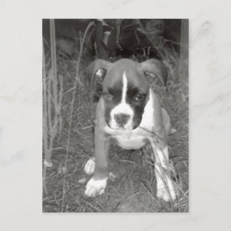 Carte postale Boxer Pup