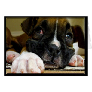Carte postale Boxer Puppy