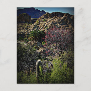 Carte Postale Boyce Thompson Arboretum