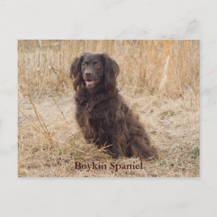 Carte postale Boykin Spaniel
