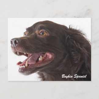 Carte postale Boykin Spaniel