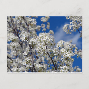 Carte Postale Bradford Pear Blooms